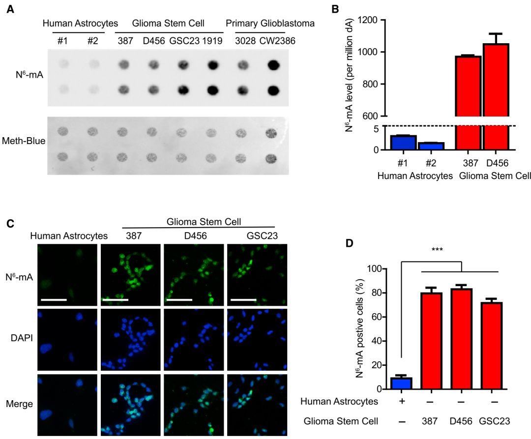 包括超高灵敏的质谱分析,dot blot和免疫组化