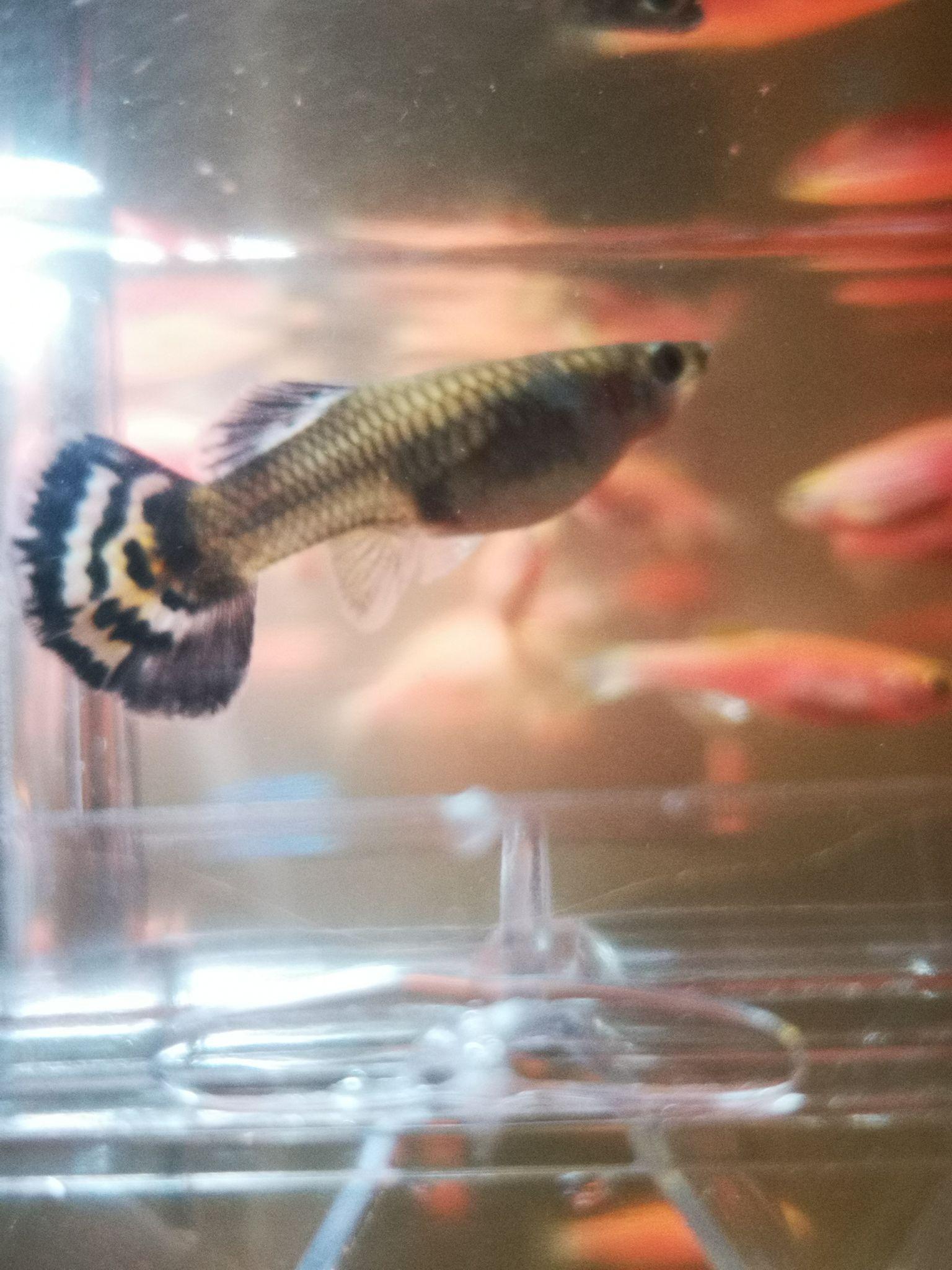 鱼多久生一次宝宝 v2-997c3cdaa3dc72daf0fe1cb25b418a0f_r.jpg