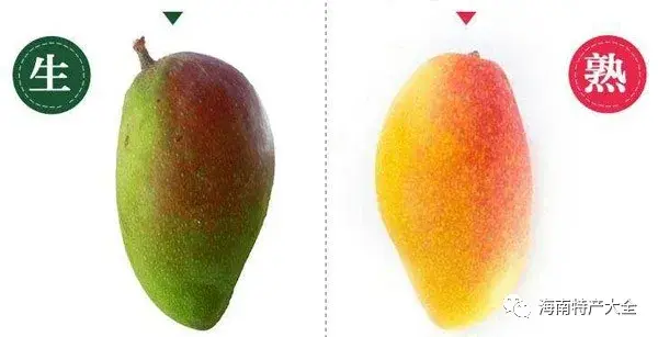 贵妃芒vs 台农芒 谁才是你的最爱 知乎