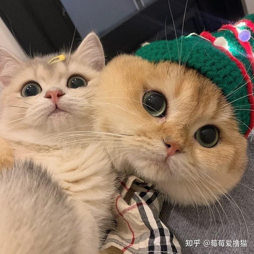 求一对猫咪情侣头像