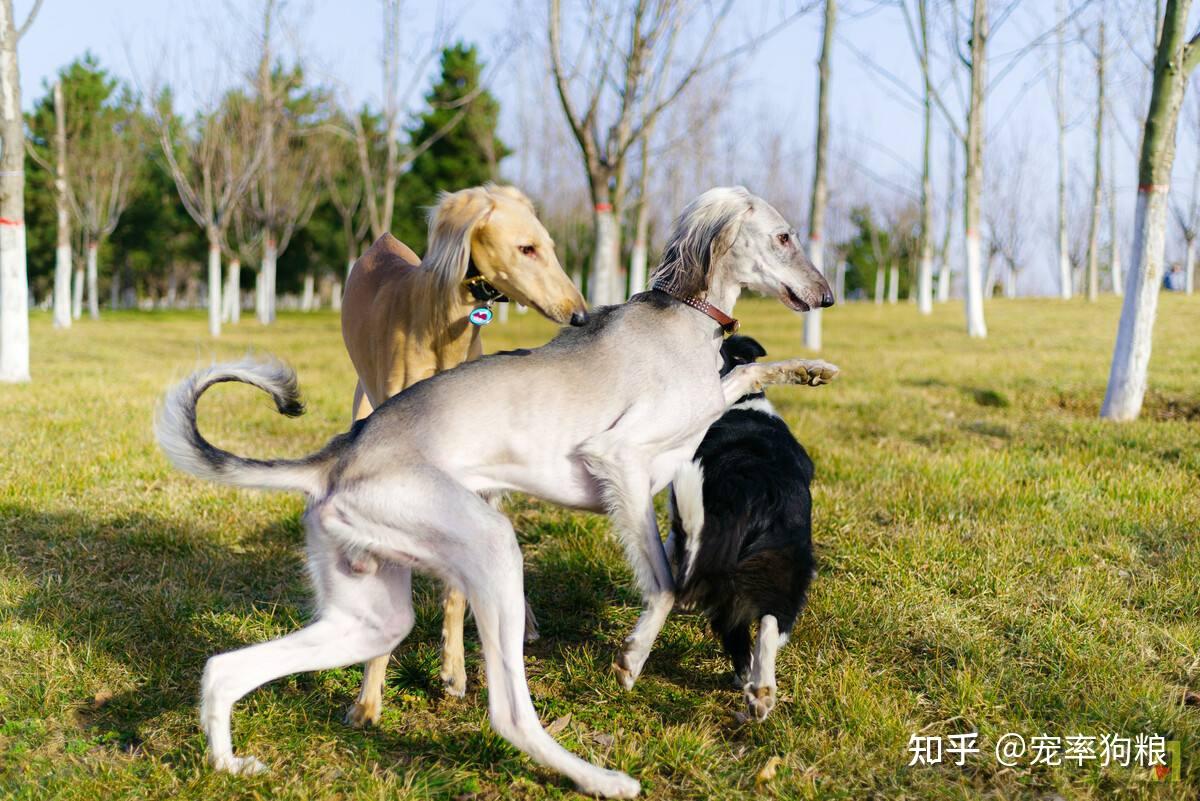 根據生長區域不同,細犬大致可以分為河北細犬,山東細犬,蒙古細犬,陝西