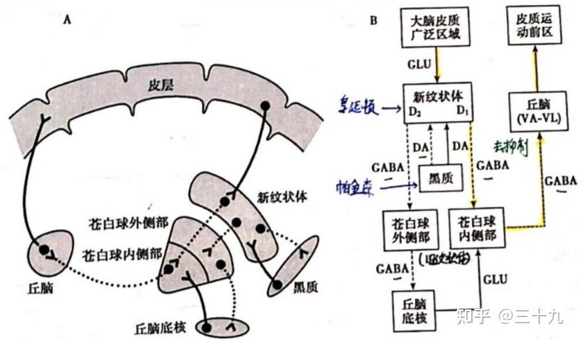 caudatenucleus图片