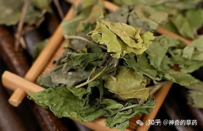 桑叶是个宝,6大功效请收好 - 知乎