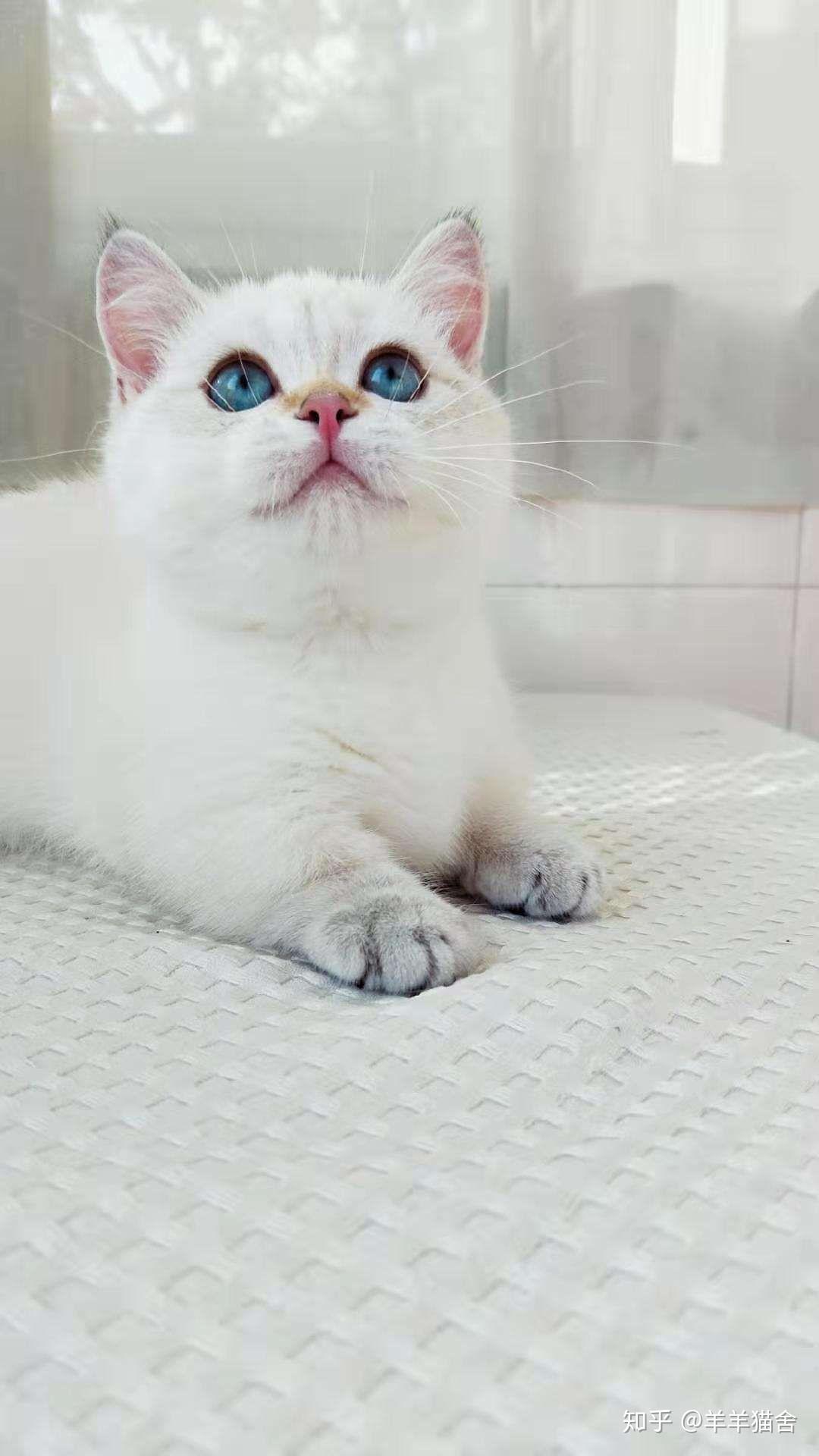 金点矮脚猫的由来