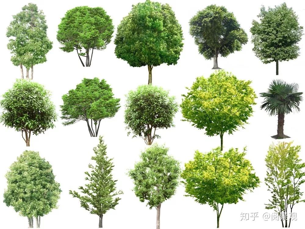 25.4G高清PSD分层植物立面源文件，景观设计必备 - 知乎