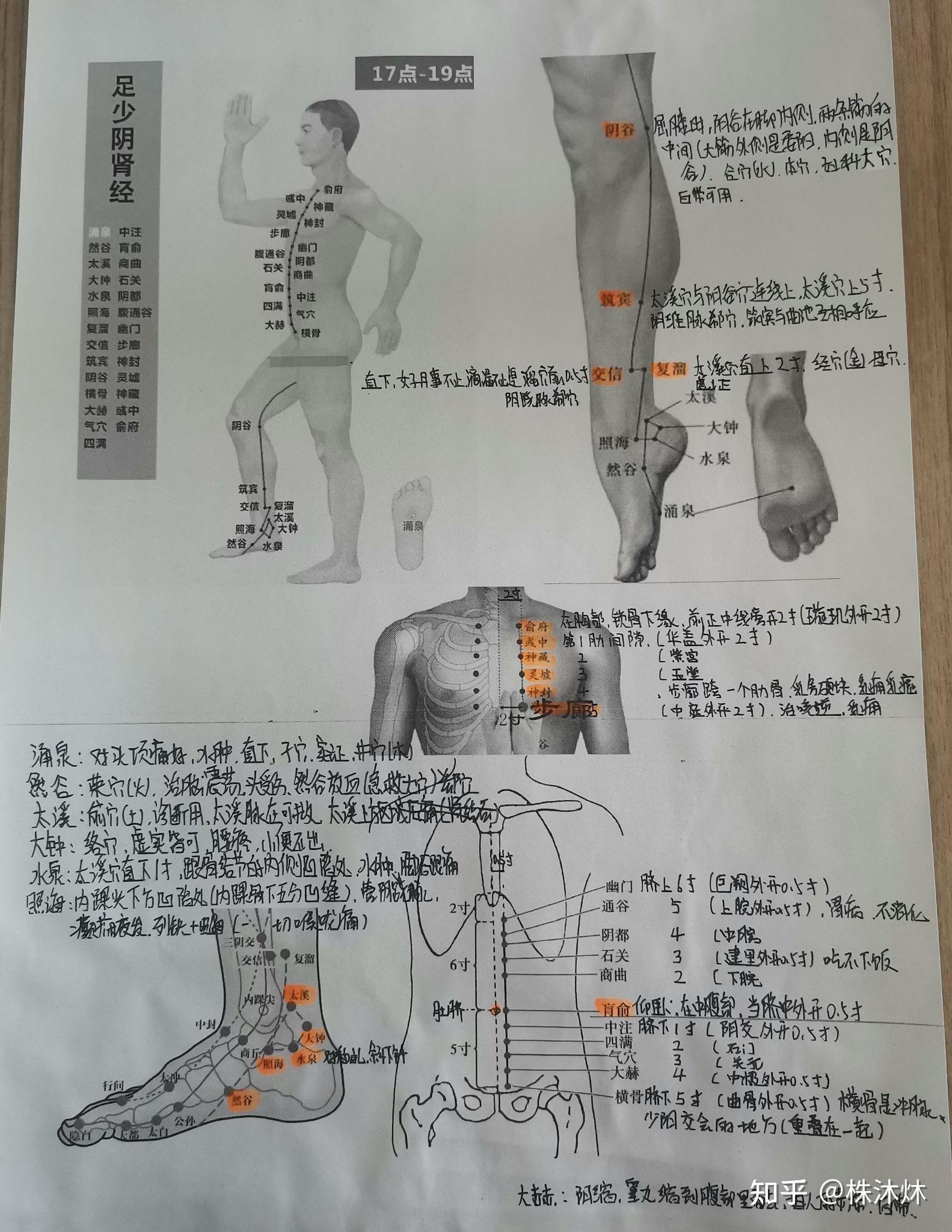 足少阴肾经络图图片