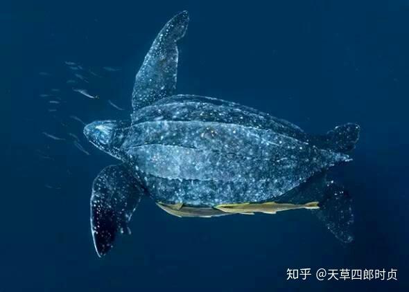 乌龟或者鳖最长能活多久?