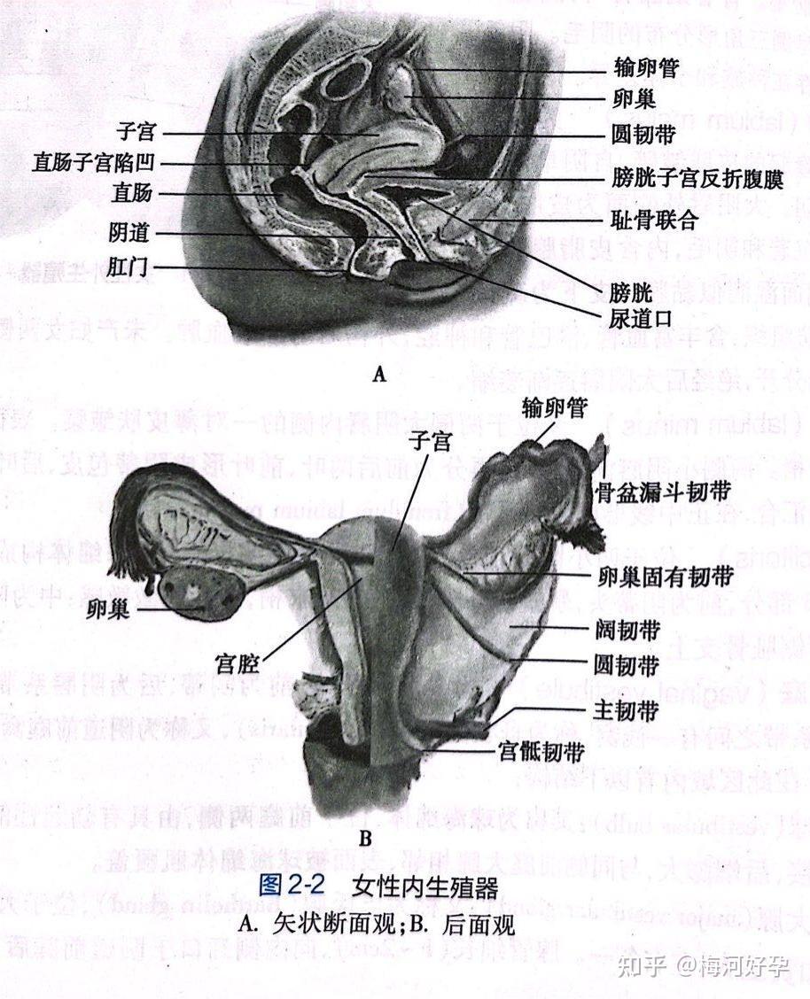 子宫啥样子图片