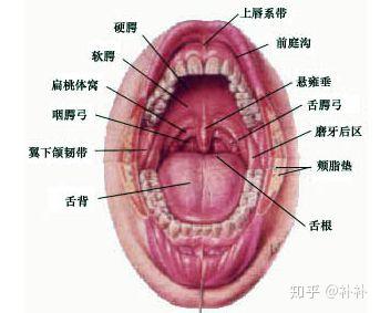 人体消化系统一 知乎