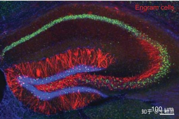 科学家利用分子生物学技术,在小鼠海马里标记了跟某一特定记忆相关的