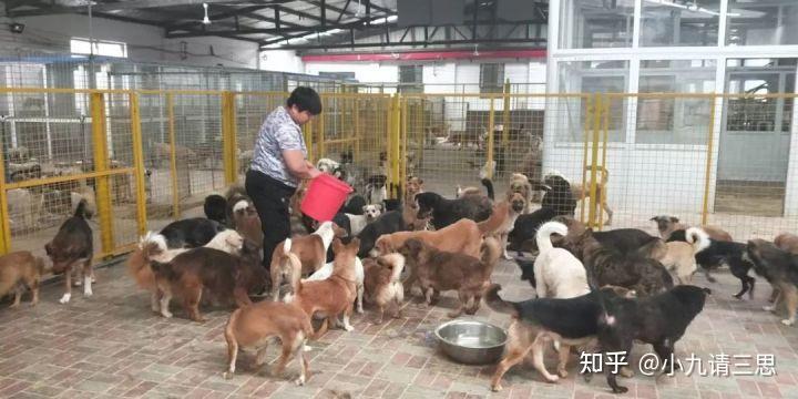 领养狗狗都有哪些方法呢? - 知乎