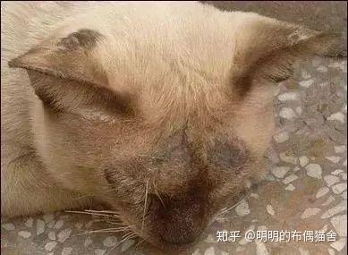 烦人的猫癣怎么才能治好 知乎