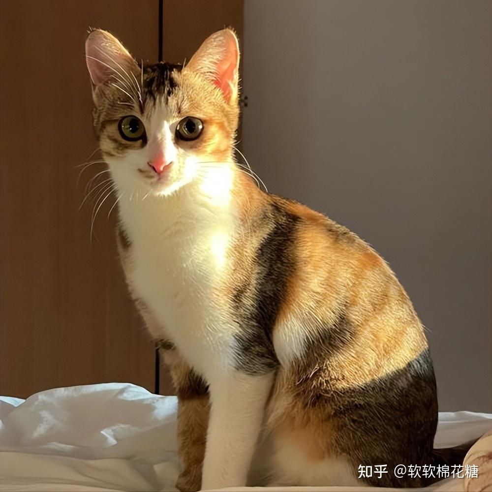 “宠物猫”和“土猫”区别不是一点,原因很简单,你一定得知道! - 知乎