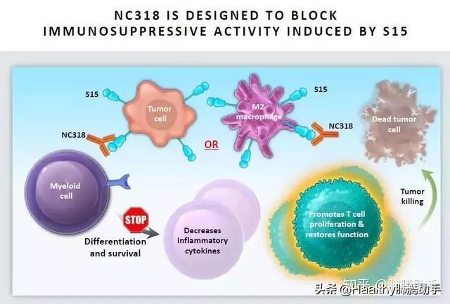 pd1pdl1耐藥有救了新一代免疫治療藥物nc318閃亮登場