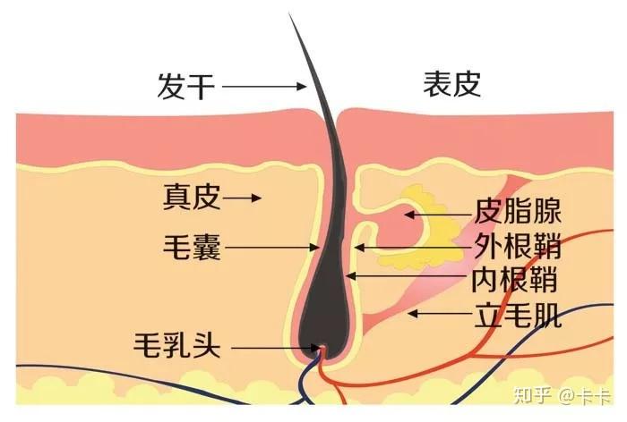 医美脱毛方式大盘点! - 知乎