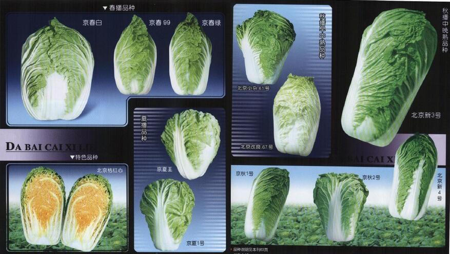 怎样区分小白菜、白菜、小青菜、青菜、菠菜、油菜 、油麦菜、生菜、茼蒿、莴苣、卷心菜、芥菜等蔬菜? - 知乎