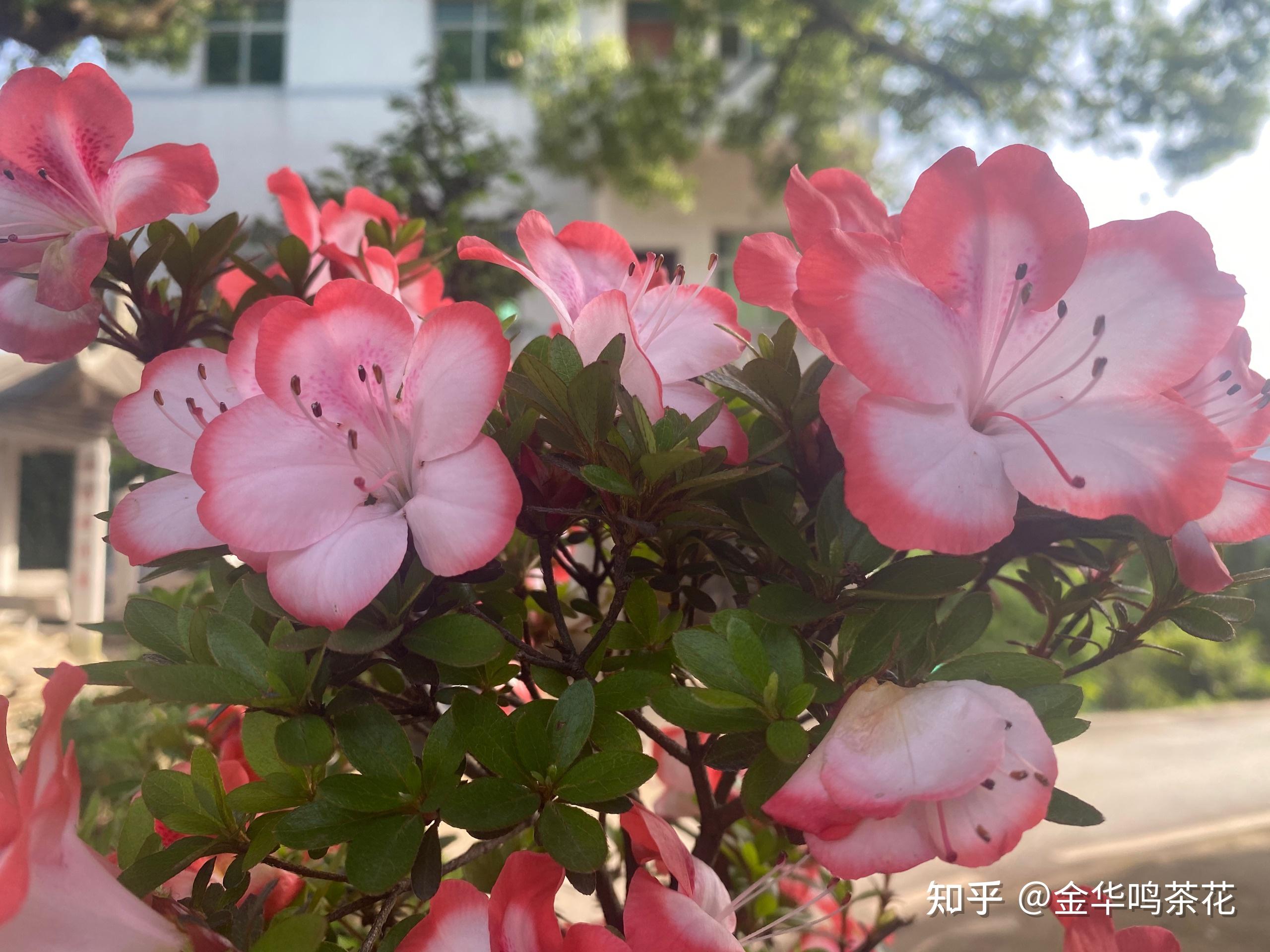 杜鹃品种美天章