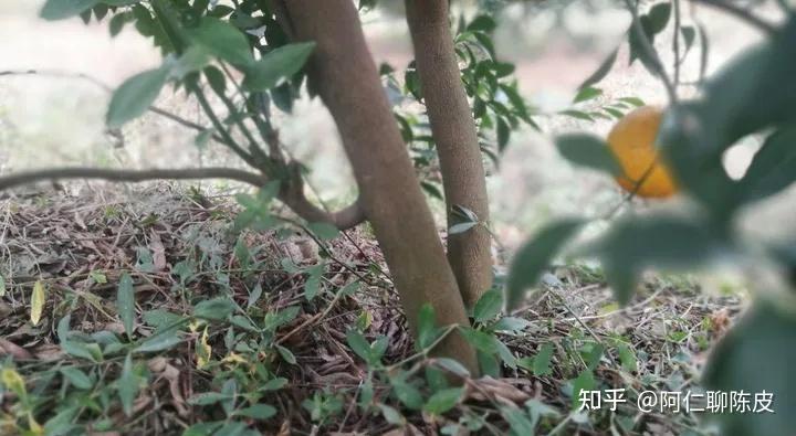 秒懂！新会陈皮圈枝和驳枝的区别 - 知乎