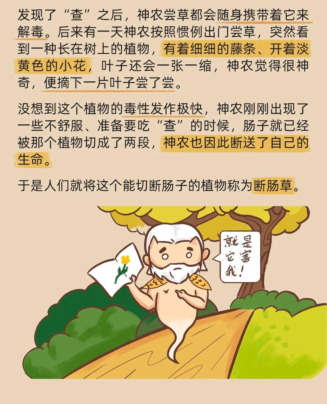 特立毒行的断肠草为何连神农都栽在它手上