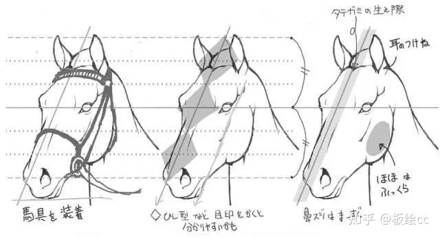 马的脸怎么画图片