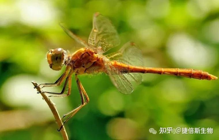 6种昆虫dna提取方法及注意事项 知乎 
