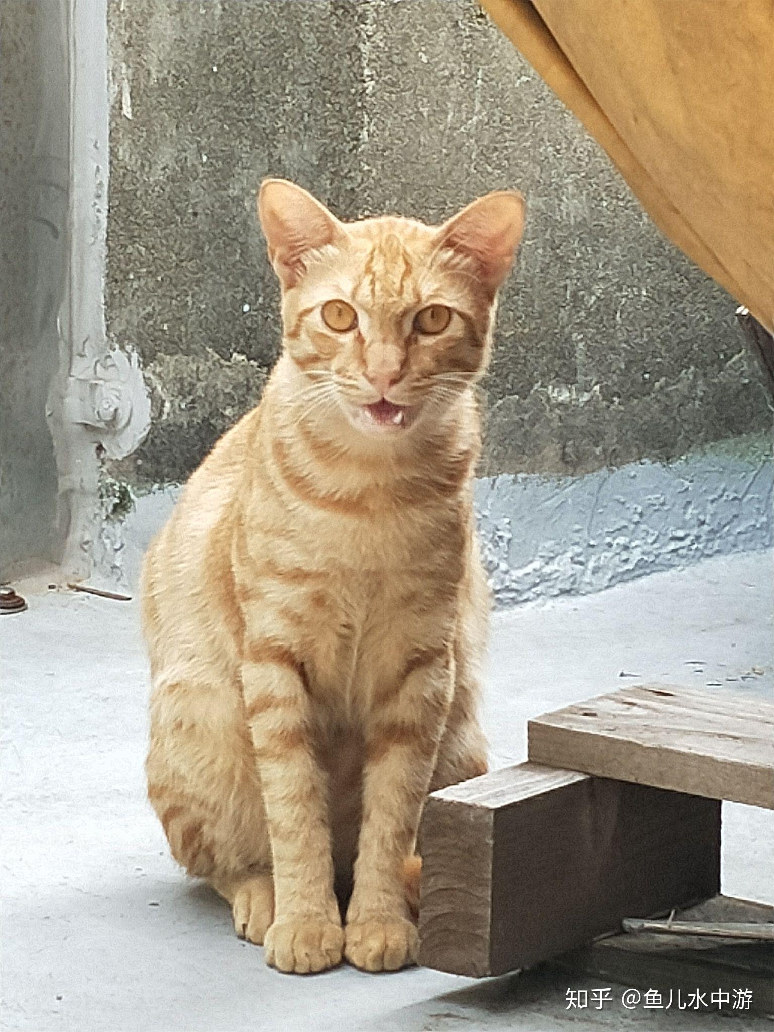 浪猫蹭人是想要被收编吗？ - 知乎