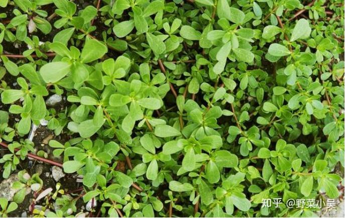 "出尽风头"的猪,饲养者最近朋友又多了,猪爱吃的野菜更是"出尽风头"!