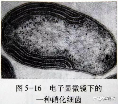 详细介绍硝化细菌的生长期与生长环境特点