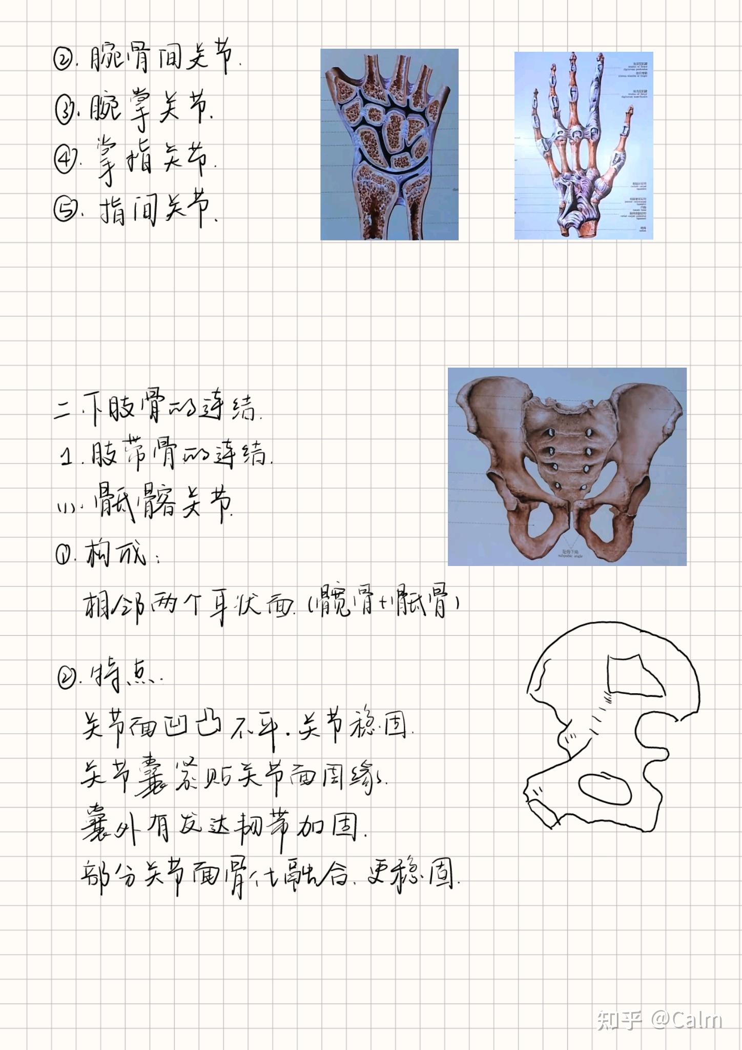 儿童长骨的结构图,长骨的结构图示意图 - 伤感说说吧