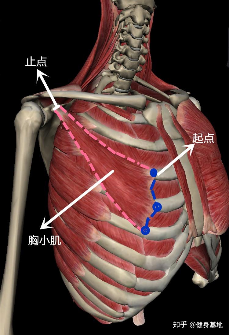 正确的腰椎睡姿推荐 v2-9a1aa6342e11ed1df8b2935c9a4c230d_r.jpg