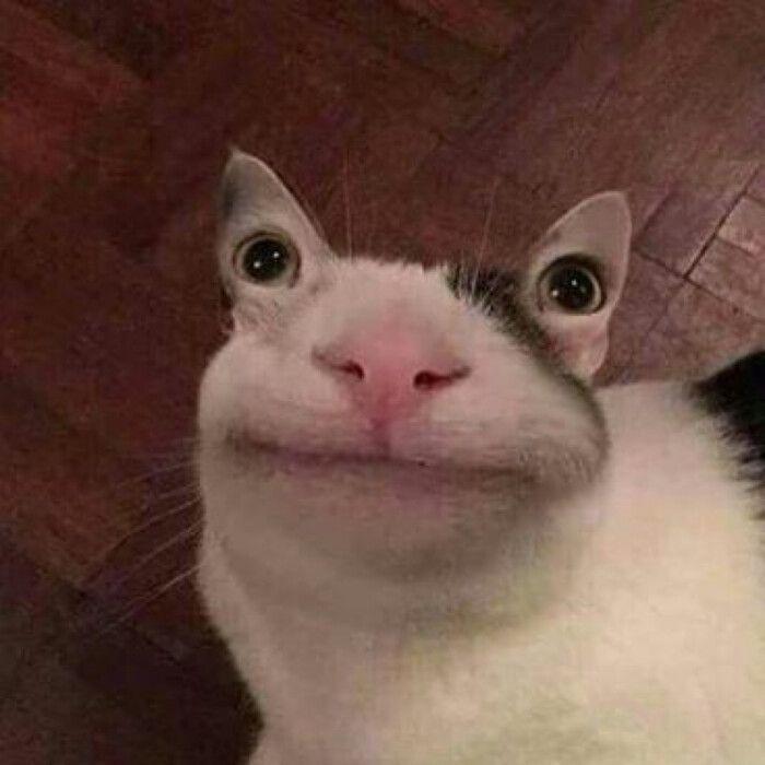 有没有类似这种的动物又沙雕又可爱的头像