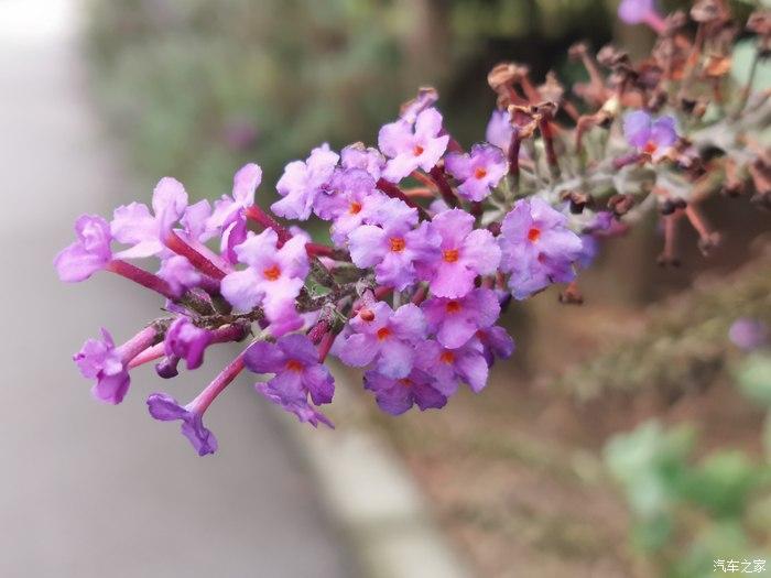 一丛丛的蒲苇.幽静的湿地公园.