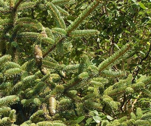 中国特有的云杉属白扦