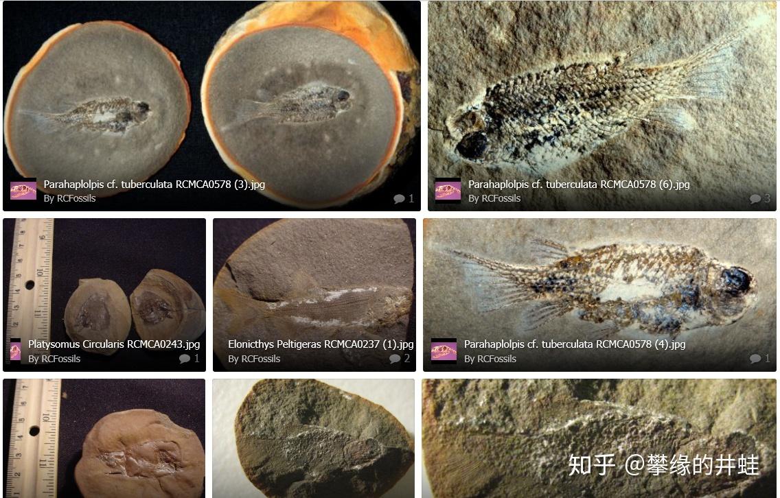 地球演义锦鳞记6金鱼池畔草蒙茸