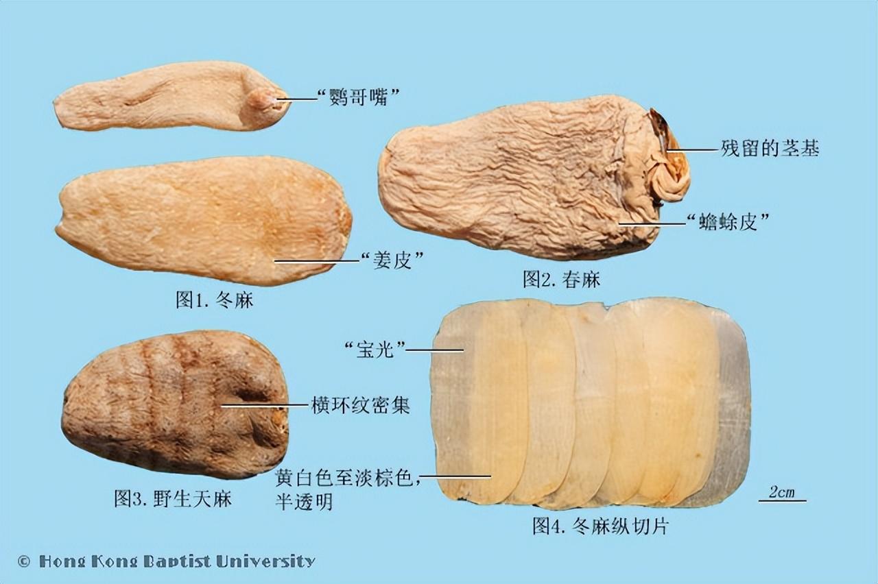 【元亨祥本草纲目】——保健食品用药材 天麻