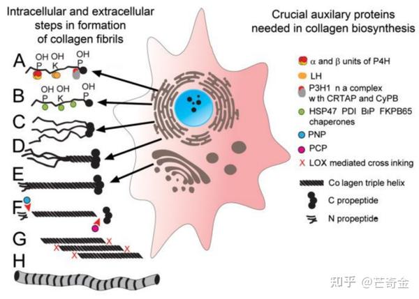 重组胶原蛋白研究30年回顾:重复历史的轮回还是开发新的生物医学产品? - 知乎