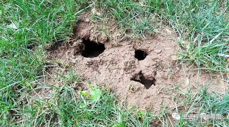 室外鼠洞是主要的"鼠窝",绿化带是老鼠最容易破土掘洞的地点.