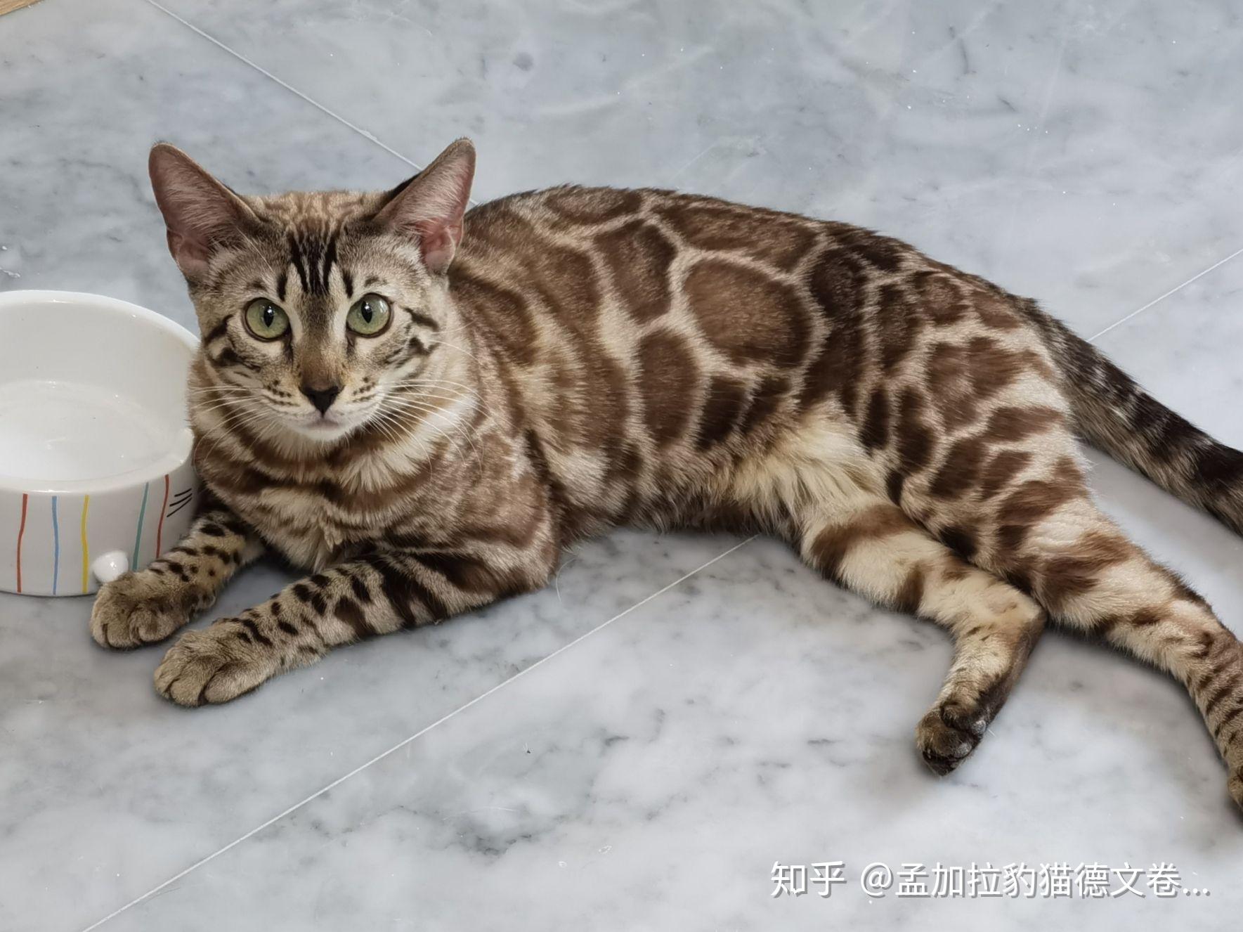 孟加拉豹猫2020繁育成果展示斑纹篇汇总②