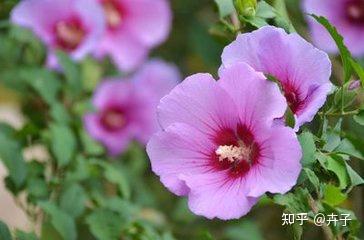 木槿篱笆 - 知乎