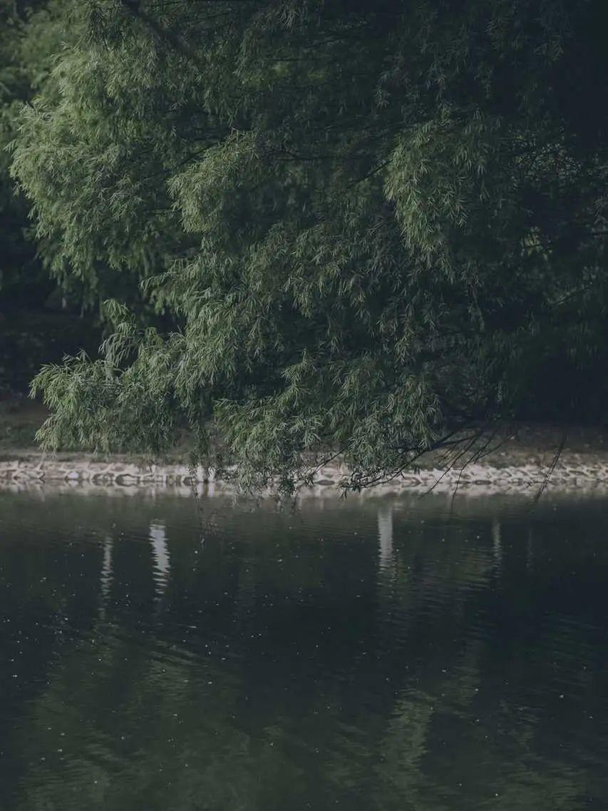 超级好看的绿色系壁纸,在这呢!护眼壁纸(绿色系列的壁纸)