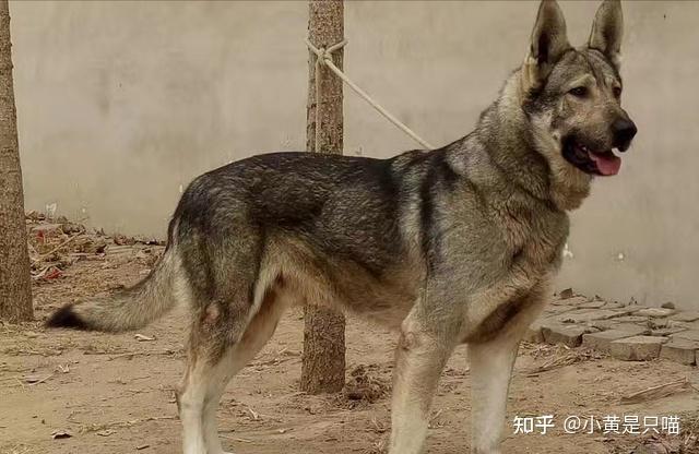 优秀如“狼青犬”,为何这么少人养呢? - 知乎