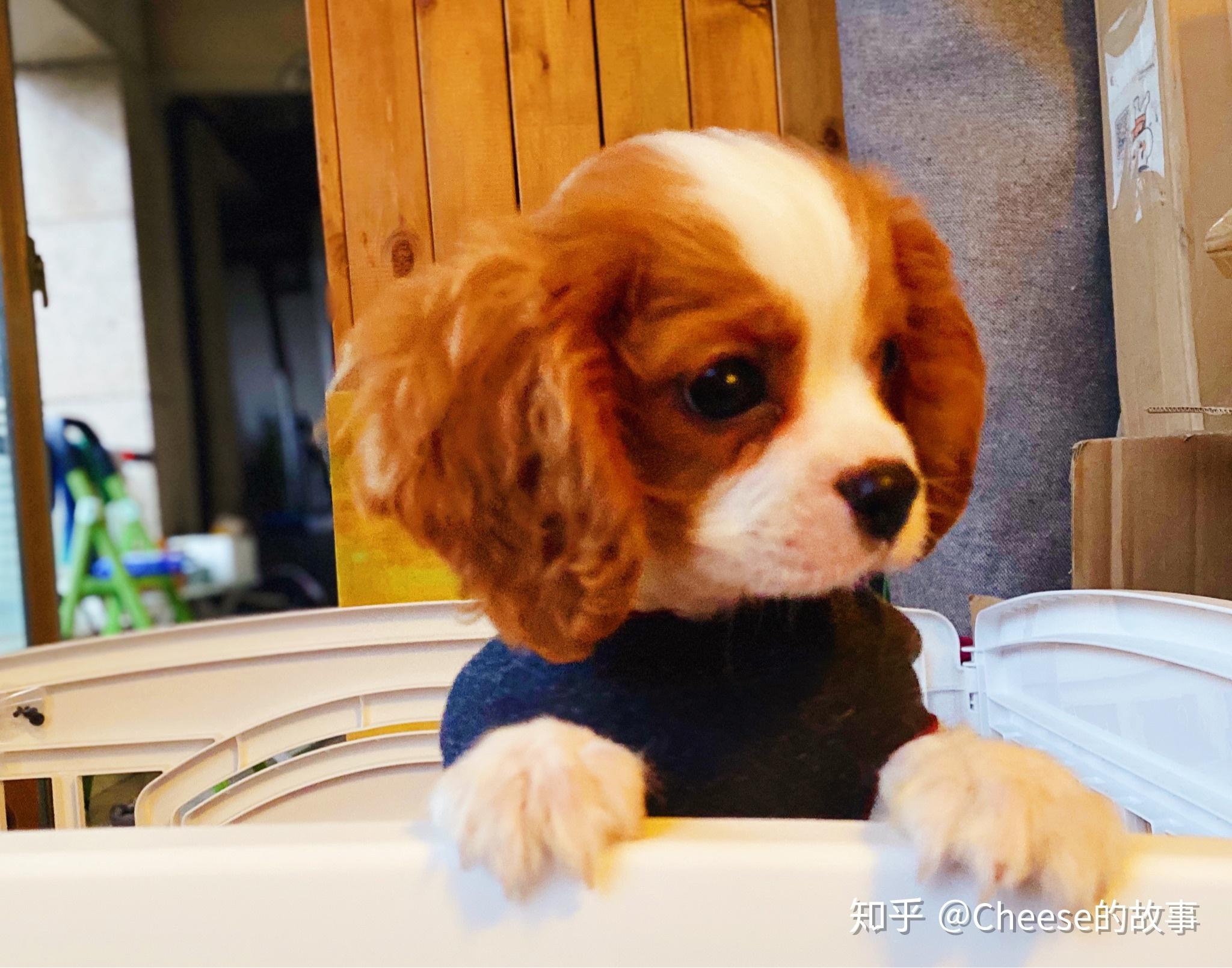 查理王小獵犬2個半月幼犬得細小併發胰腺炎的康復經驗以及購買小犬的