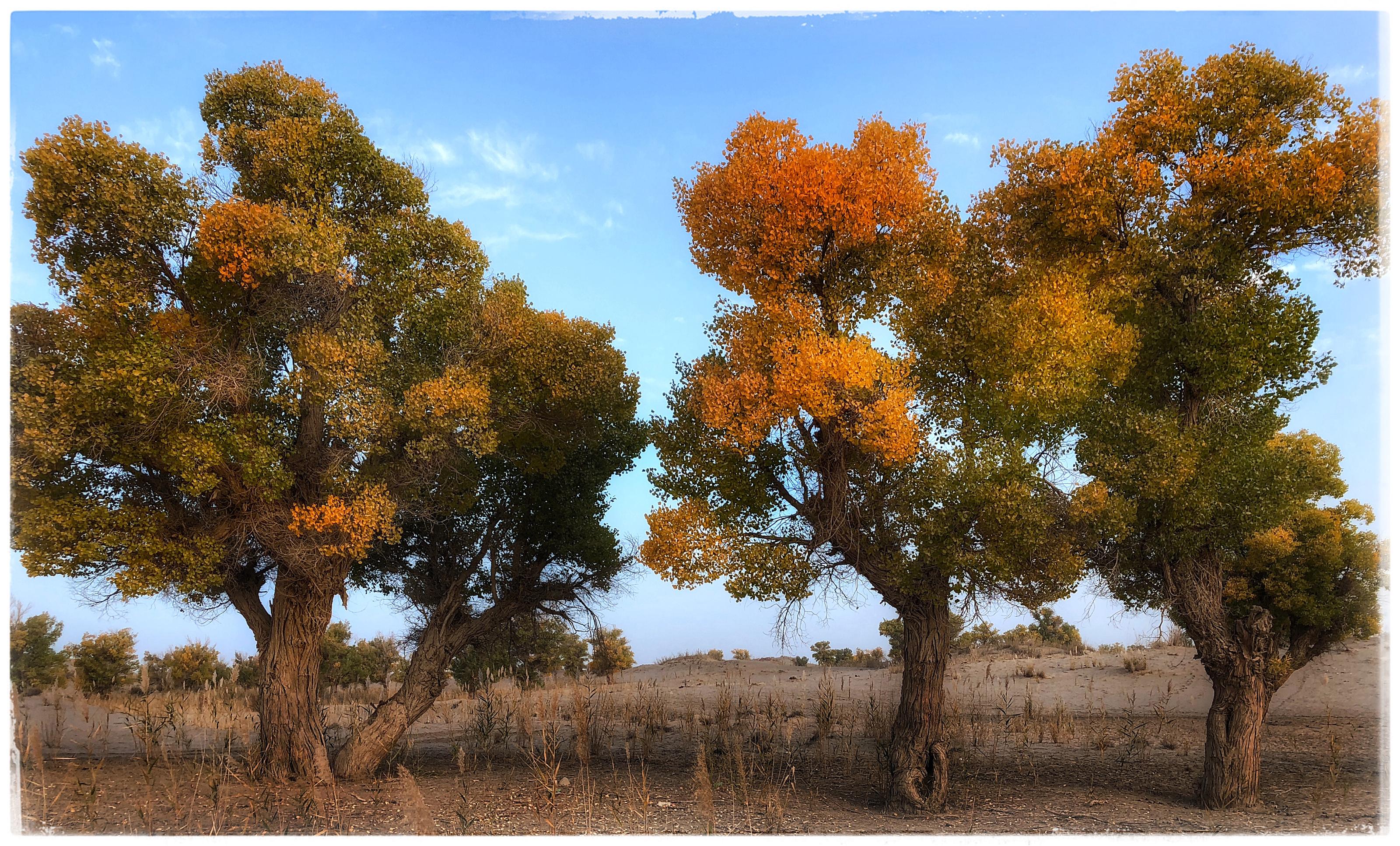 手机摄影分享12: 胡杨--戈壁有树