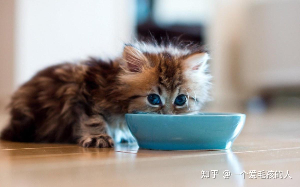 猫咪特殊的营养需求 - 知乎