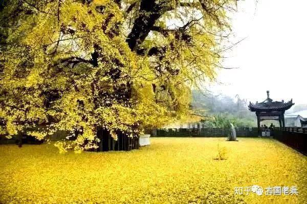 爱有来生论永恒的爱情与生命