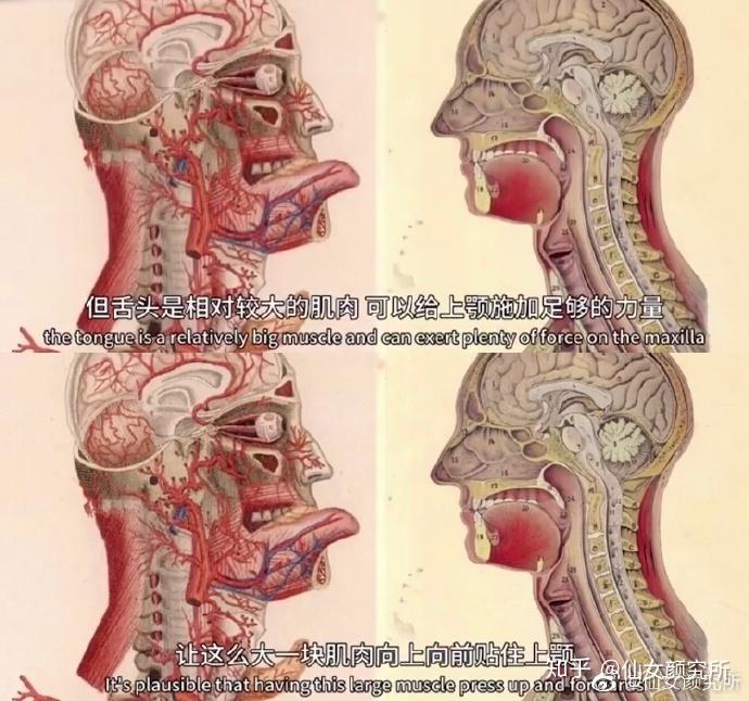 舌头摆放的位置也会影响一个人的脸型? - 知乎