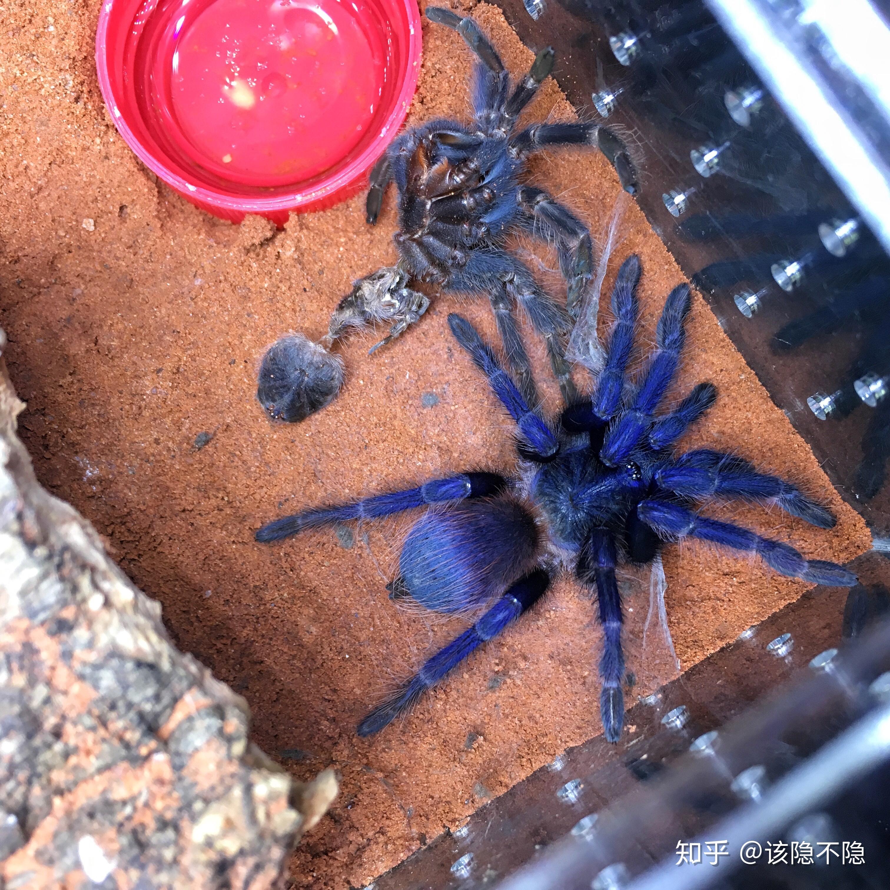 大蜘蛛怎樣