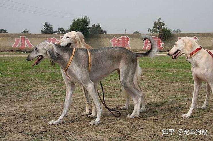 为何很少看到有人养“细犬”,这些原因太现实了! - 知乎