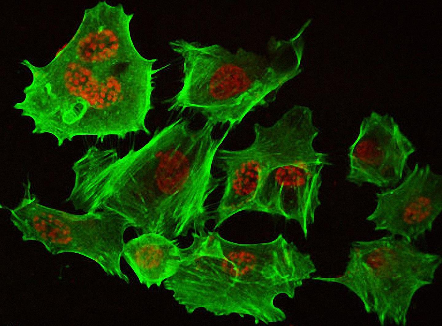 首发于北漂4年,沪漂ing 258 人 赞同了该文章 免疫荧光染色是研究特异