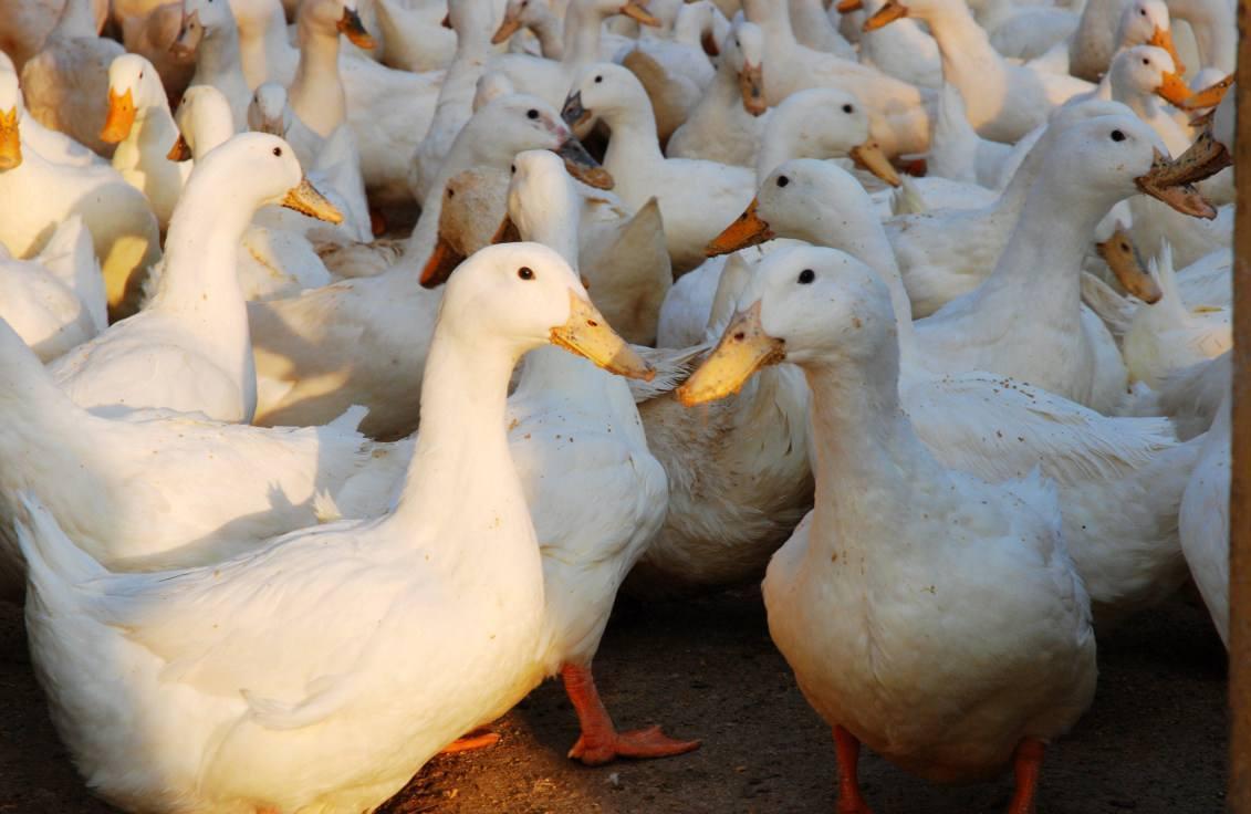 如何提高冬季养鸭效益